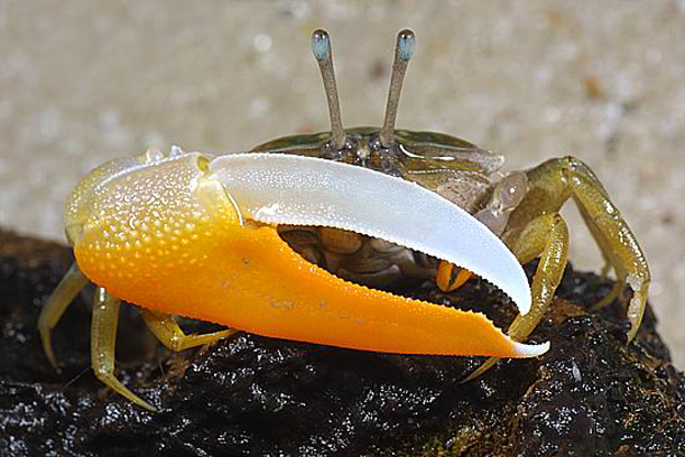 p>凹指招潮蟹(学名:uca vocans)最大的特征是雄蟹具有一对大小悬殊的