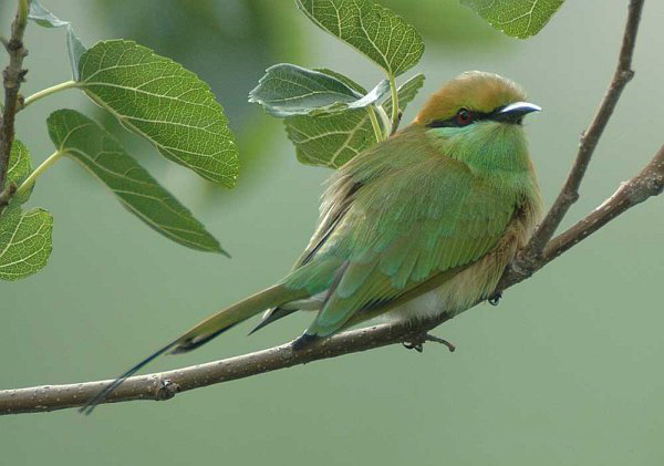 merops orientalis beludschicus