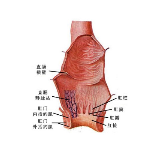 肛门直肠疾病