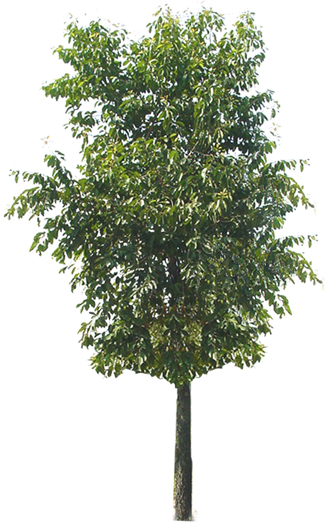  p>阔叶树:叶子宽阔的树.