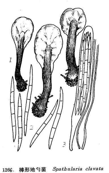 spathularia clavata (schaeff.) sacc.