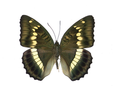 西藏翠蛱蝶