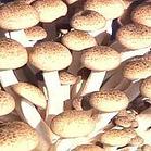 质比香菇韧,口感极佳,还具有独特的蟹香味,在日本有"香在松口蘑