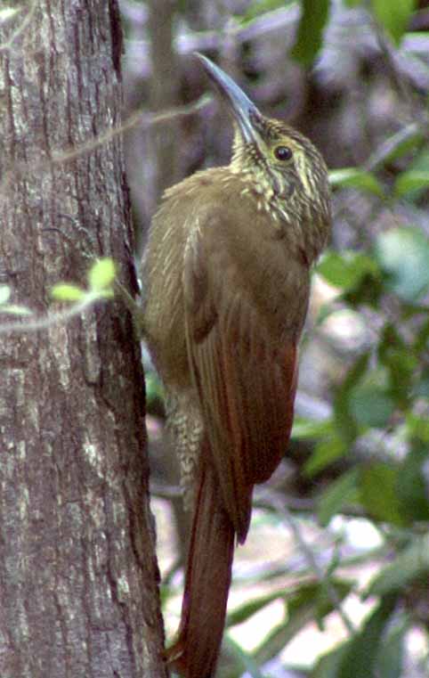  p>南美鴷雀为中,小型鸟类.