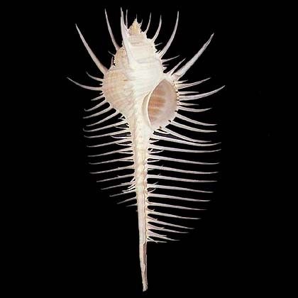  p>骨螺科为 a href="#" data-lemmaid="6342608">新腹足目 /a>中种类