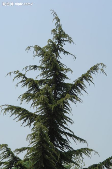 松柏（松柏纲松柏目植物）_百度百科