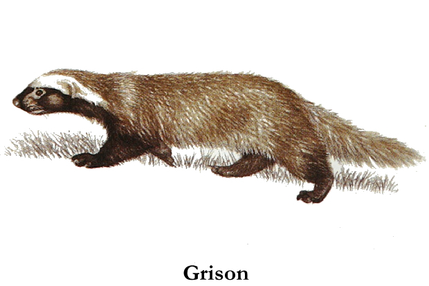 即南美巢鼬(大巢鼬)与小巢鼬. /p>