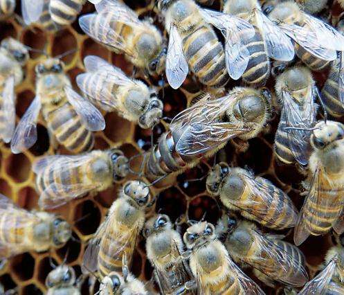  p>贵州纳雍中蜂(nayong guizhou chinesebee)为 a