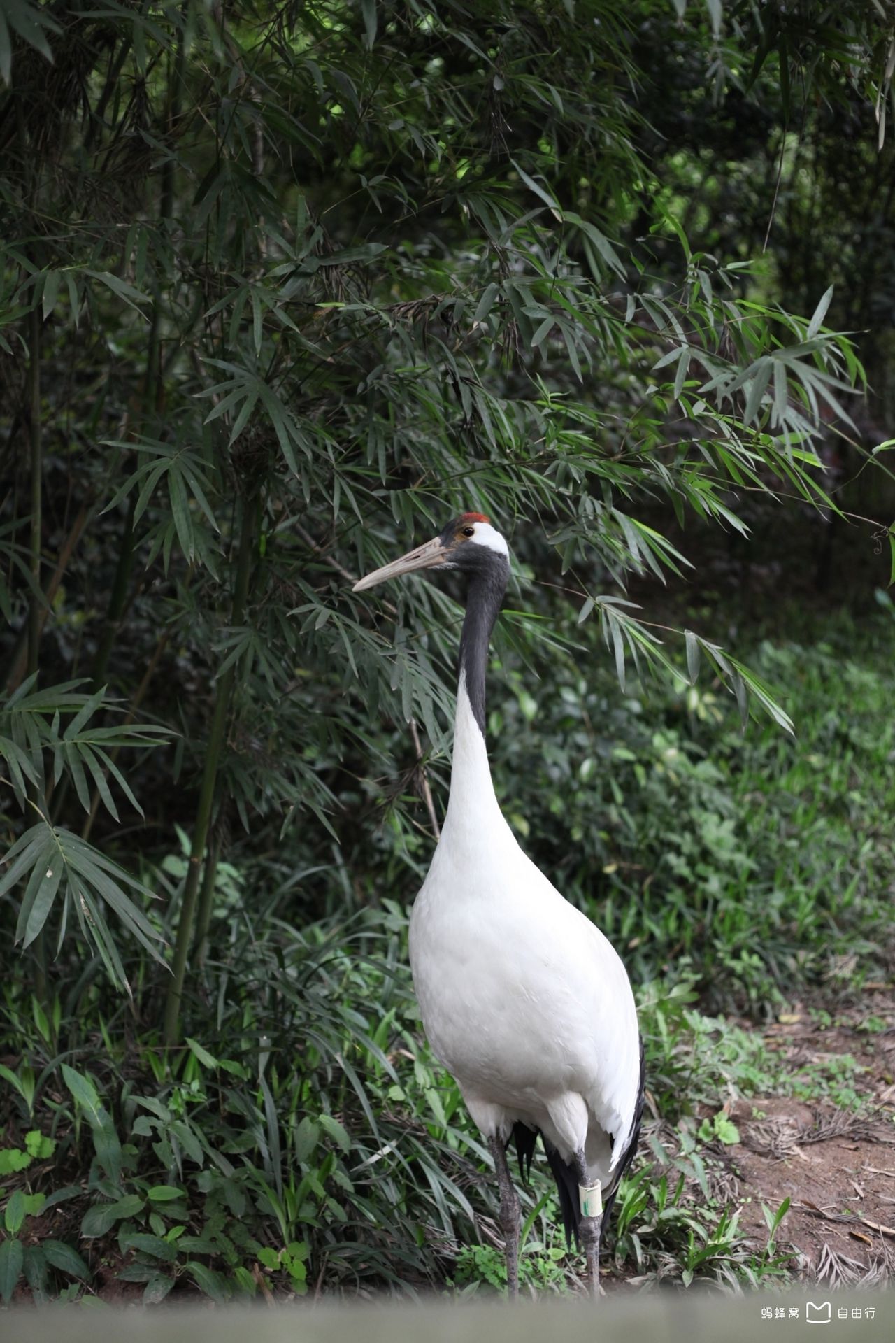  p>重庆动物园(chongqing zoo),原名西区公园,位于重庆市 a target="