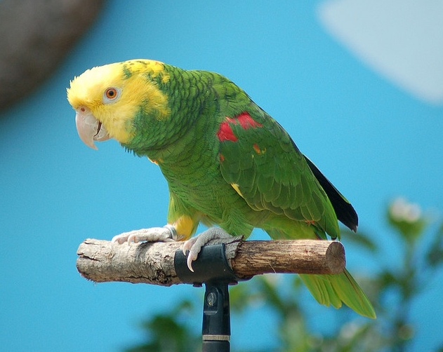 oratrix /i>),又名 b>黄头亚马逊鹦鹉 /b>或 b>黄冠亚马逊鹦哥 /b>,属