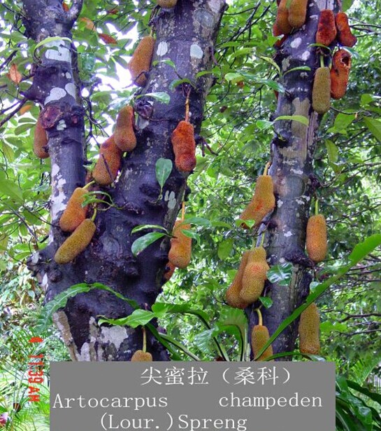  p>尖蜜拉(champedak),又名小木菠萝,是桑科木菠萝属植物,原产于