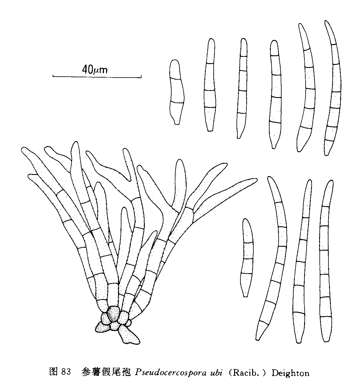  p>参薯假尾孢,真菌.