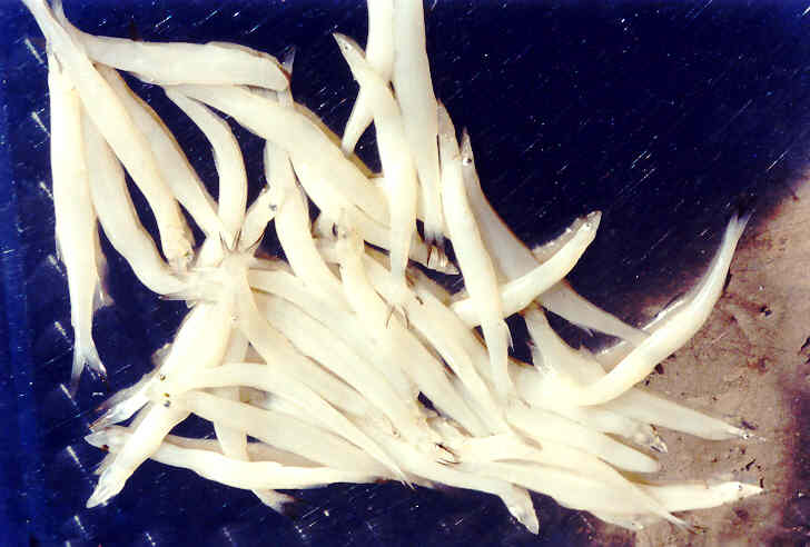 鄱阳湖银鱼