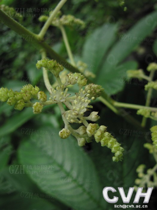rodgersia podophylla