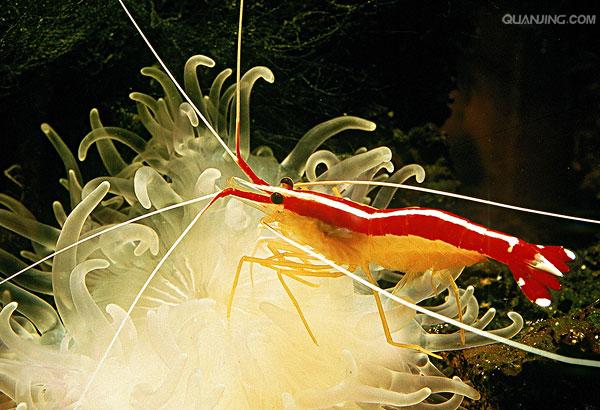 清洁虾(lysmata amboinensis), 俗称"鲜红女士" , 隶属软甲纲