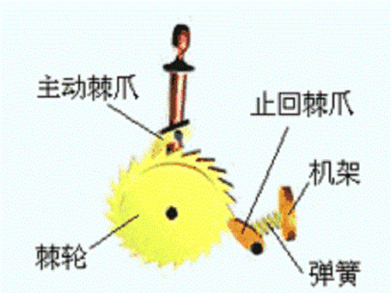 棘爪_百度百科