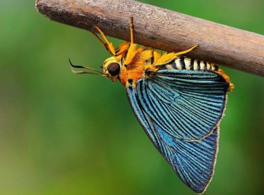 是一种完全变态发育的 a target="_blank" href="/item/昆虫/30467"