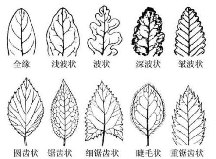 叶缘（植物学名词）_百度百科