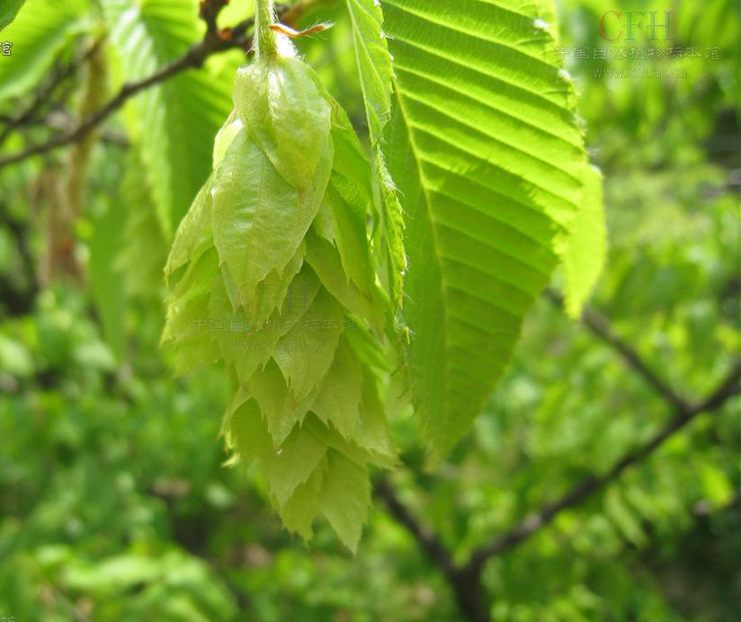  p>千金榆(学名: i>carpinus cordata /i> bl.