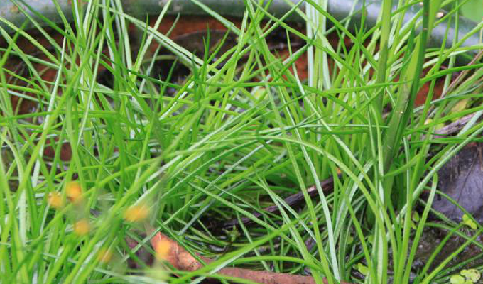  p>水韭属植物根茎短,不分枝,多为水生或沼地生.