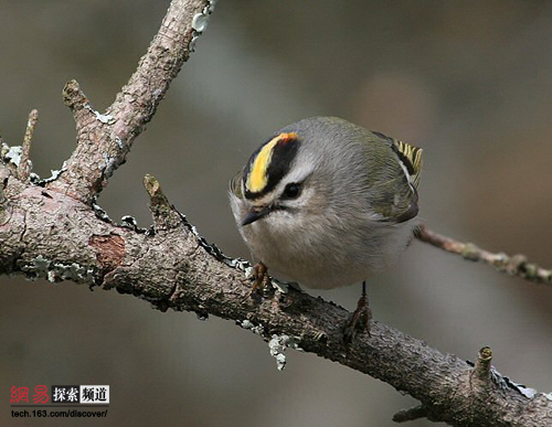金冠戴菊鸟的眼睛和嘴喙很精细. /p>