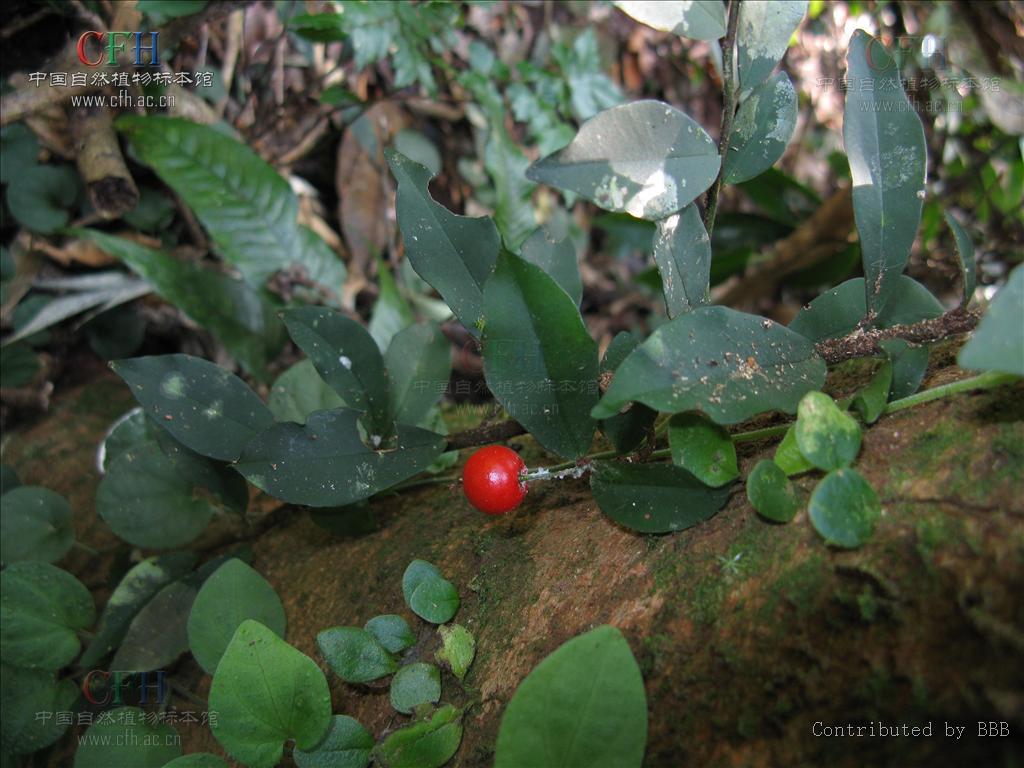  p>紫金牛,学名:ardisia japonica (thunb)blume,别名小青,矮茶,短脚