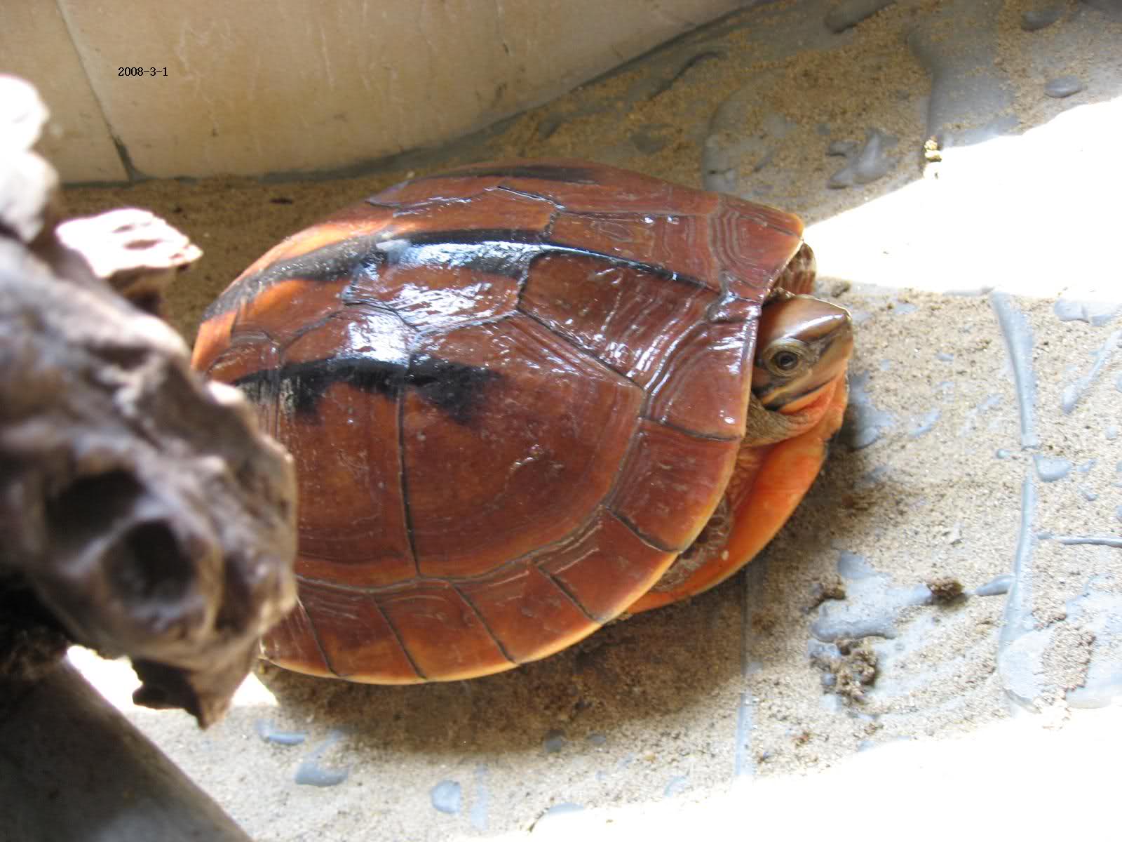  p>三线闭壳龟(学名: i>cuora trifasciata /i>)是龟科,闭壳龟属动物.