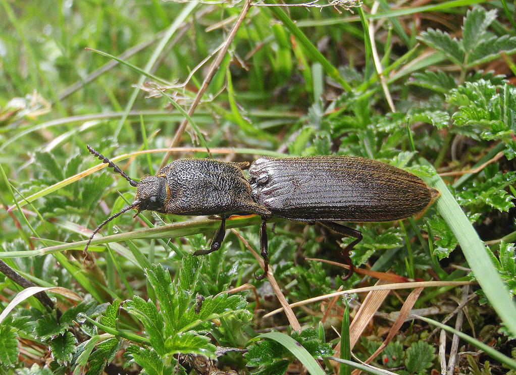  p>叩甲科,为叩甲总科中最大的科,广布全世界,已知超过1万种,体形多