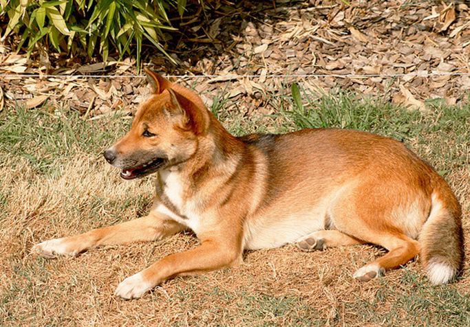 canis lupus hallstromi