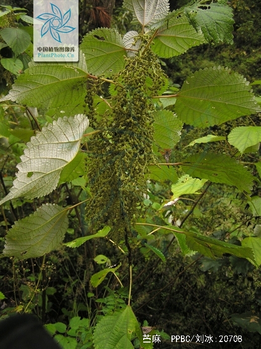 苎麻