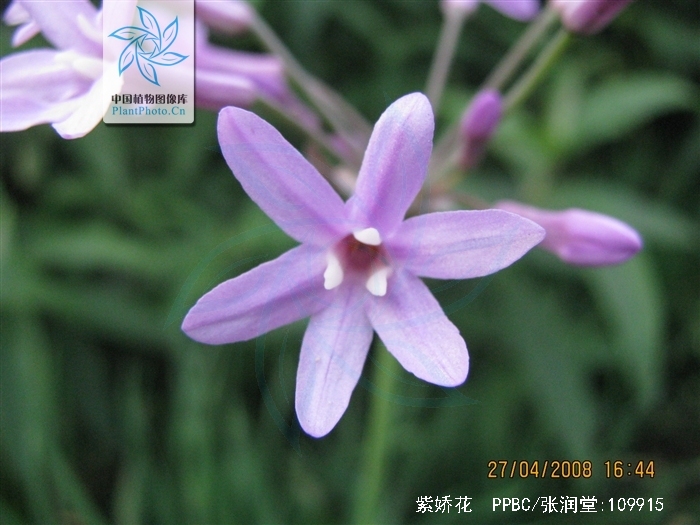  p>紫娇花,拉丁学名:(tulbaghia violacea),属石蒜科 a target="