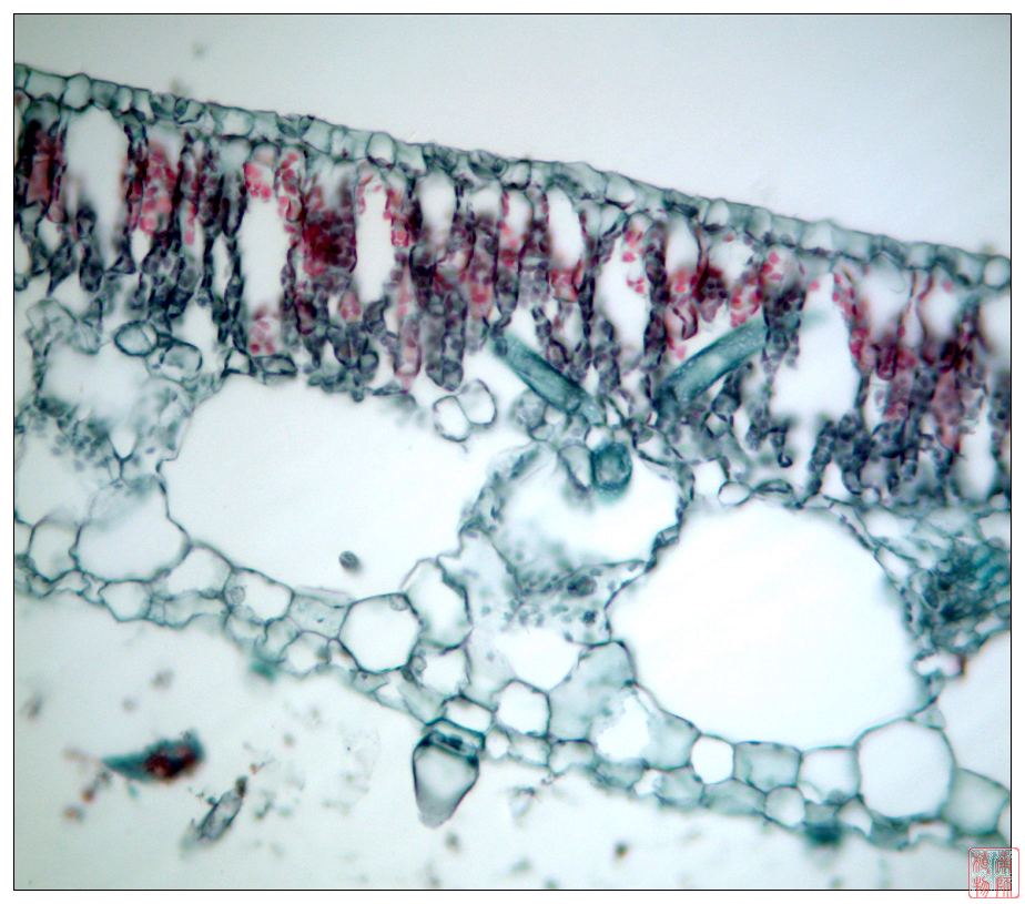 在植物的地上器官(如茎,叶,花,果实和种子)中具有保护功能;在地下器官