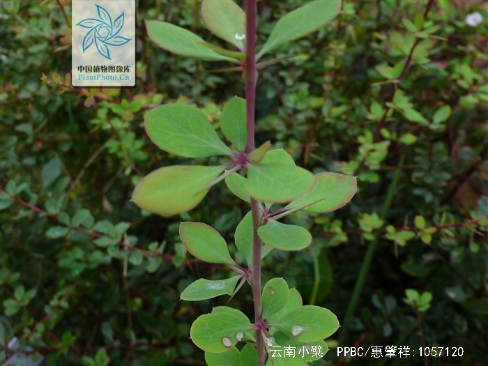 云南小檗