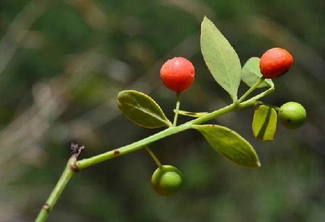  p>沙针(学名: i>osyris /i>  i>lanceolata /i> hochst.