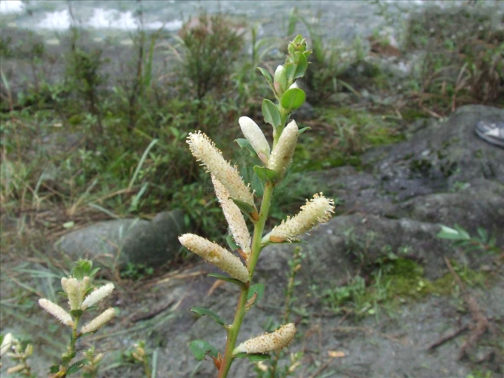  p>乌柳(学名: i>salix cheilophila /i> schneid.