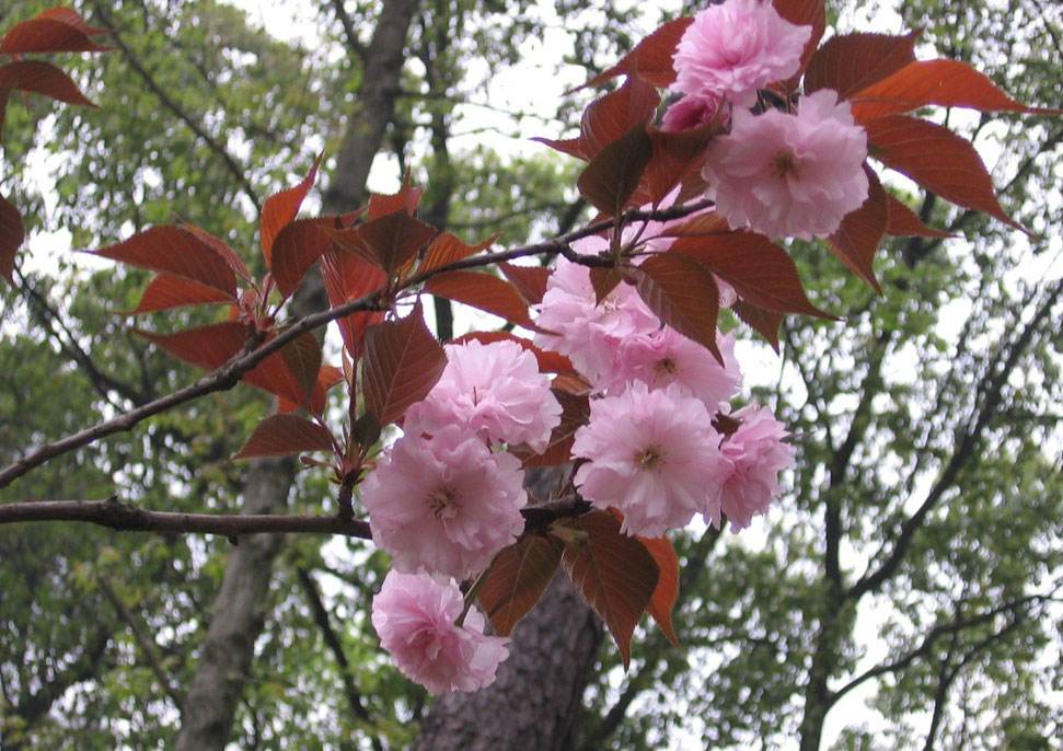 紫叶樱花