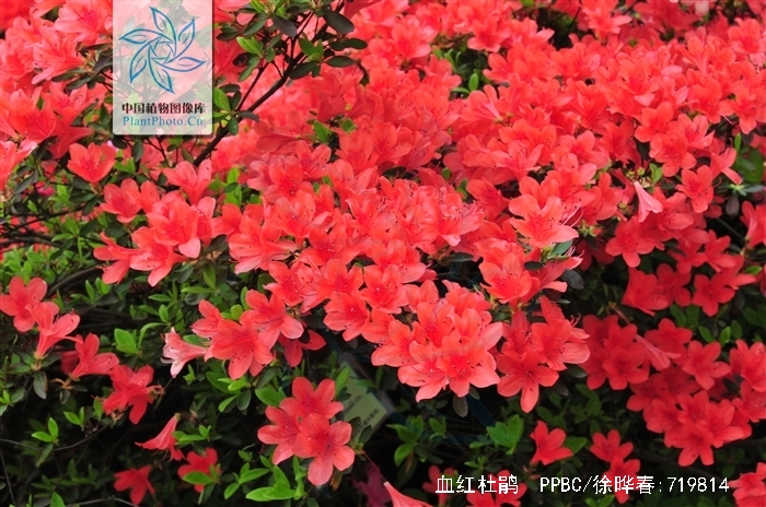  p>血红杜鹃(学名: i>rhododendron sanguineum /i> franch.