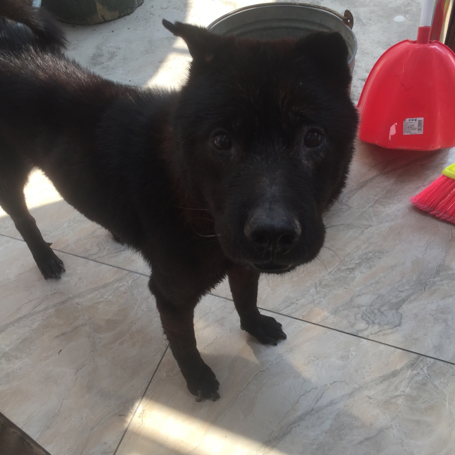  p data-id="gnbtexegl4">潮汕大头犬是产于广东潮州的传统地方犬种