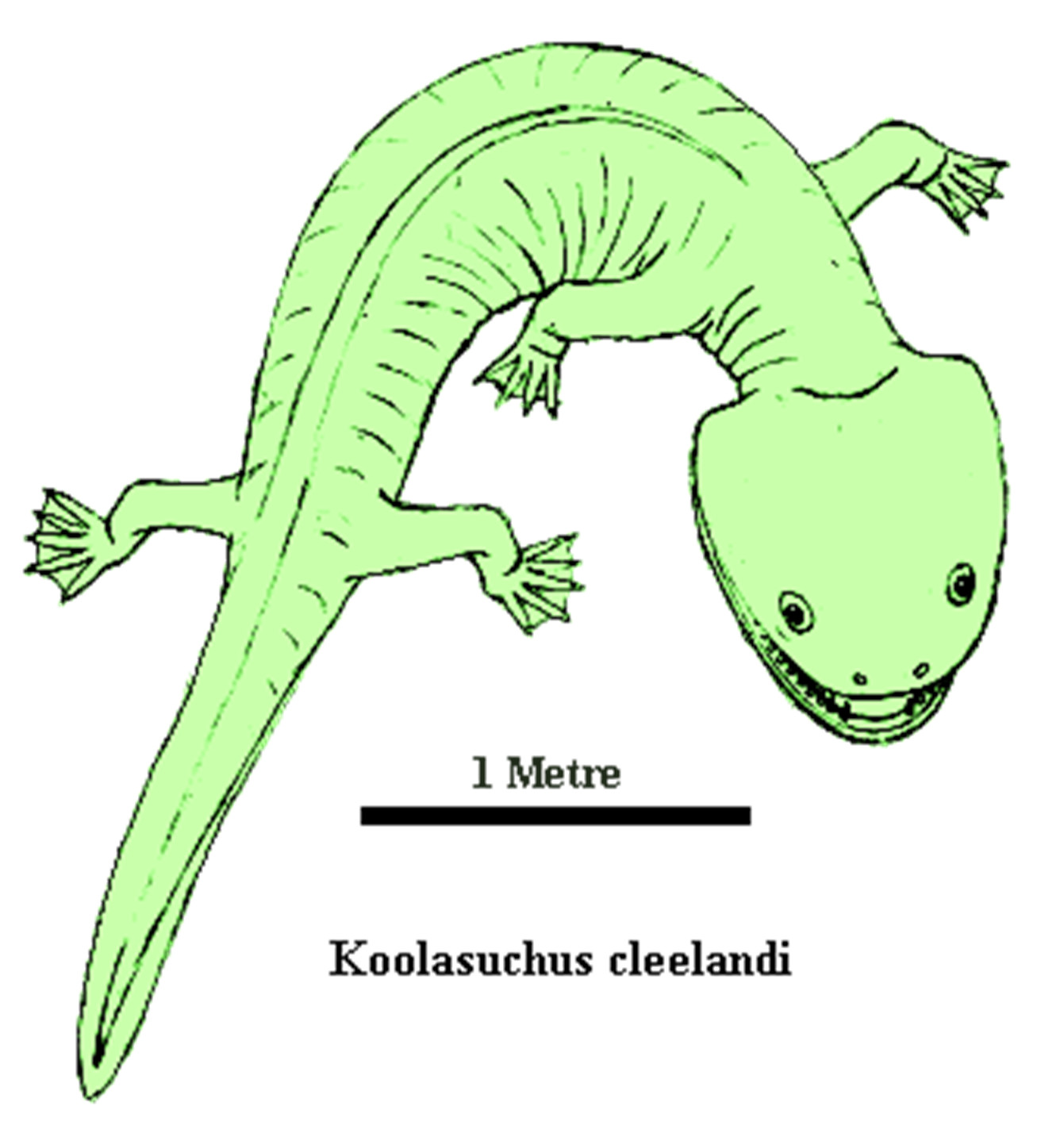 koolasuchus