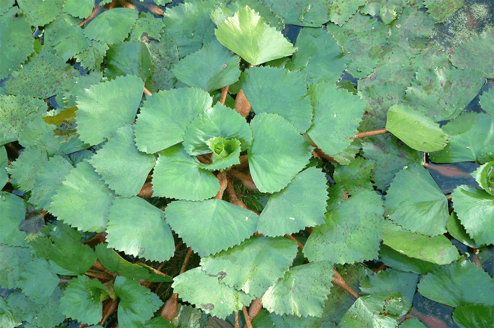 trapa japonica flerow