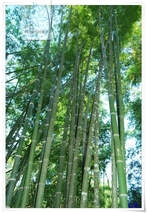  p>大泰竹(学名:thyrsostachys oliveri gamble)为