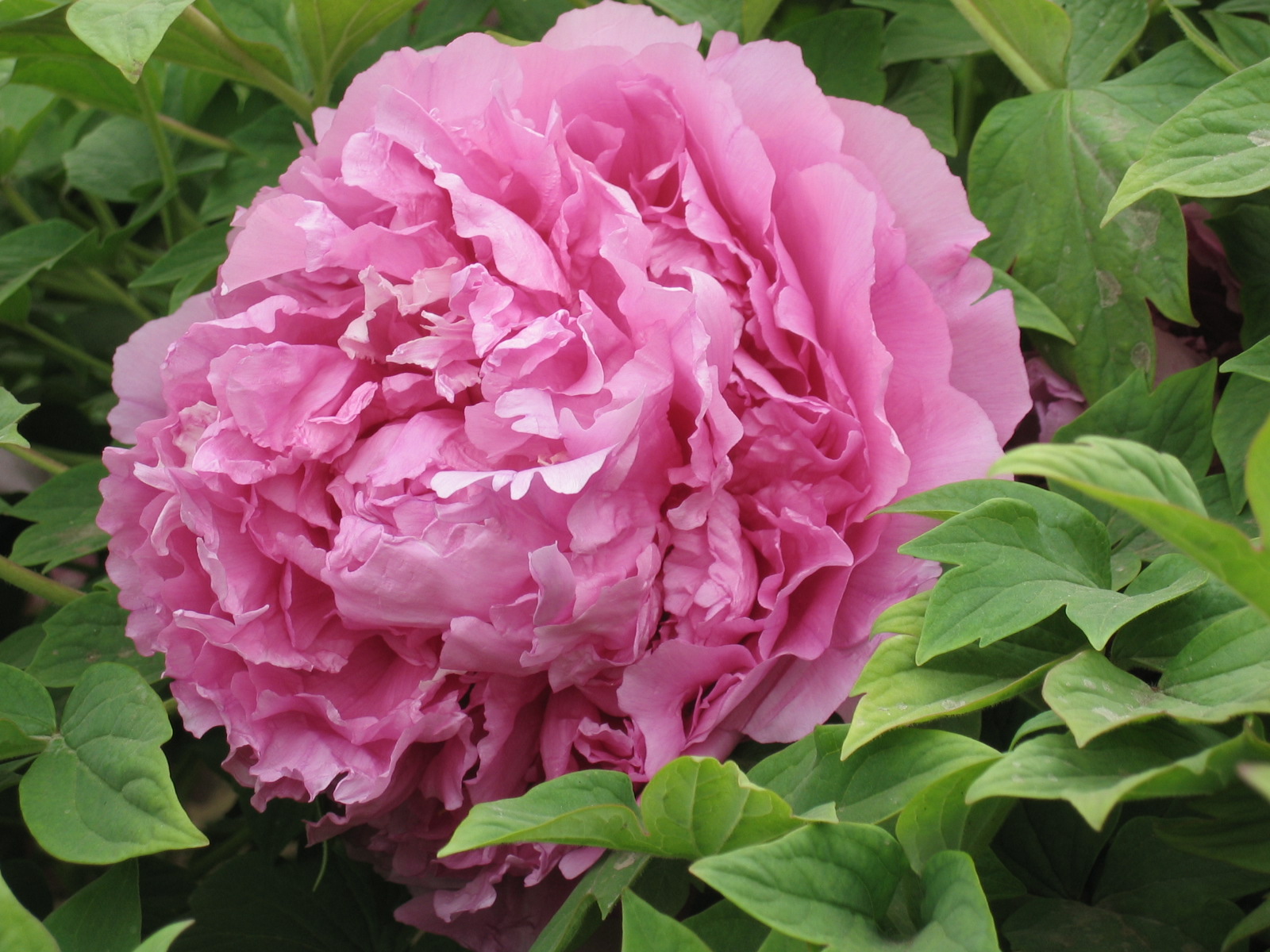  p>芍药属(学名:paeonia l.