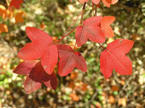 宁波三角槭(变种)