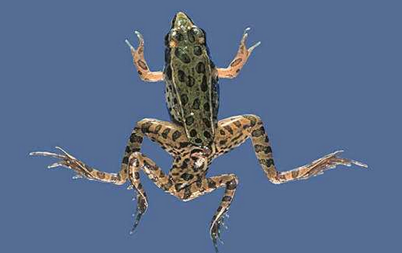  p data-id="gnx0dfgxkt">一名女学生捉到一只青蛙,"但它令我作呕,"