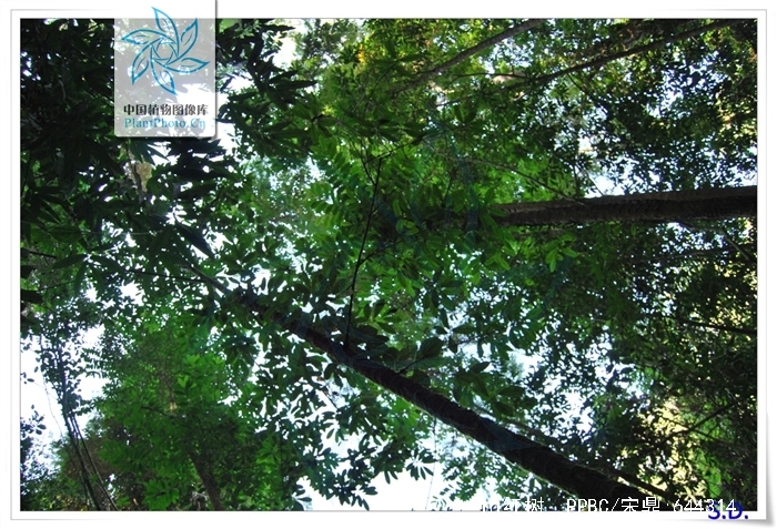  p>山红树(学名: i>pellacalyx punnanensis /i> hu)是红树科山红树属