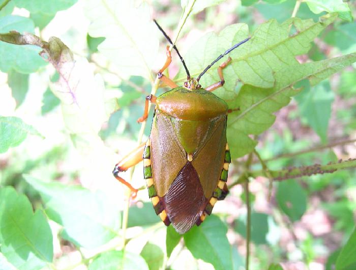 短翅硕蝽