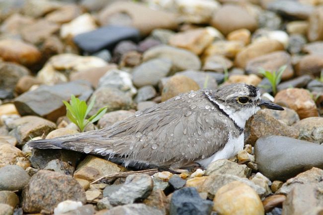  p>长嘴剑鸻(学名: i>charadrius placidus /i>)属中小型 a target="