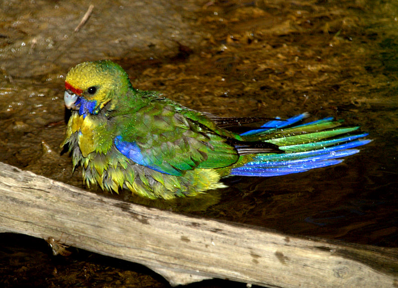  p>绿色玫瑰鹦鹉(学名: i>platycercus caledonicus /i>)是典型的 a