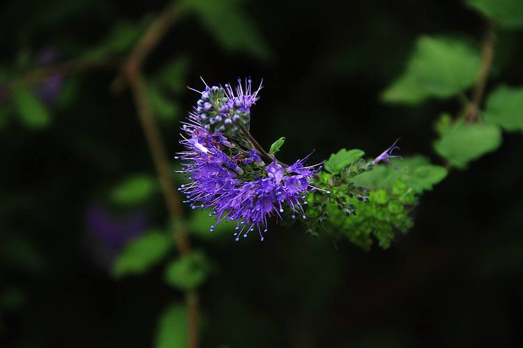 "/item/聚伞花序/9551471" data-lemmaid="9551471">聚伞花序 /a>多花