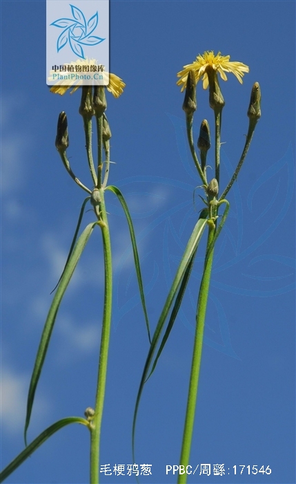 是菊科鸦葱属植物,基生叶多数,线形,长5-15厘米,宽3-4毫米,冠毛污